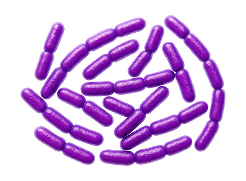 Gram-stained Lactobacillus species with purple, rod-shaped bacilli in chains.