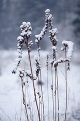 Naturalistic wildlife friendly winter garden - natural meadow with evening primrose herbs and native plants.
