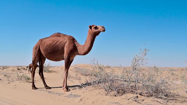 Camel standing around and doing nothing in the Karakum Desert in Turkmenistan