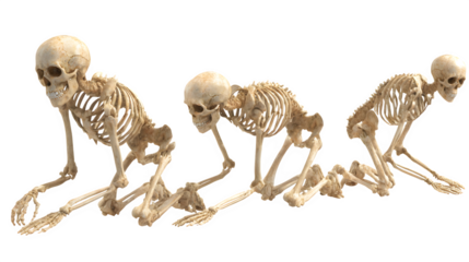 Three detailed human skeletons in a crawling or kneeling pose, conveying a sense of vulnerability or progress, perfect for medical or symbolic concepts.