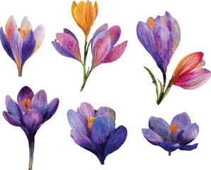 Purple crocuses painted in watercolor