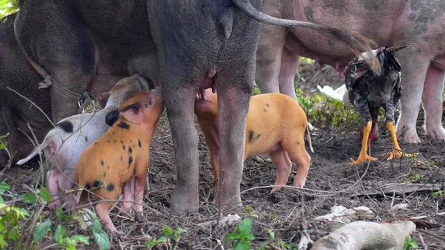 Adorable newborn piglets with various coat patterns suckling milk from a sow's teats on a muddy farm. A rooster walks nearby in the background, completing the rustic rural scene