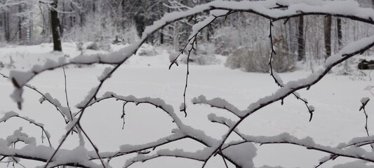Snow covered the ground. The white snow that had fallen covered the surface and clung to the branches of plants, trees, and bushes. Tall grass sticks out of the snow, clumps of snow lying on its stems