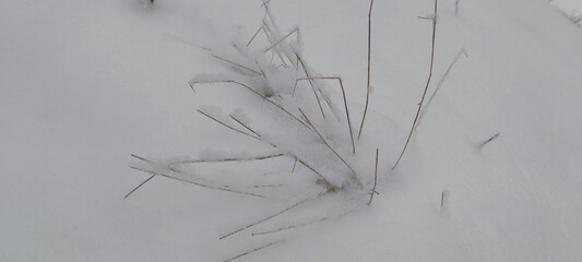 Snow covered the ground. The white snow that had fallen covered the surface and clung to the branches of plants, trees, and bushes. Tall grass sticks out of the snow, clumps of snow lying on its stems