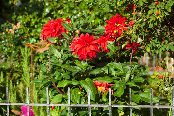 Rot blühende Dahlien in einem Garten, Deutschland