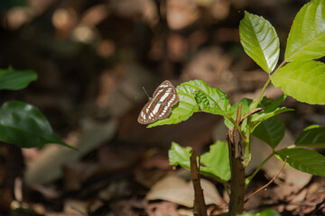 butterfly on a leaf, Neptis hylas, the common sailor butterfly