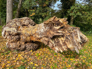 old tree trunk