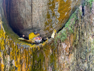 tree in the woods close up