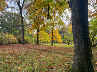 autumn in the park