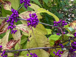 wild grape in the parc