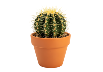 A small green barrel cactus with sharp yellow spines in a terracotta pot isolated on transparent background
