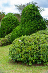 trimmed park trees and bushes