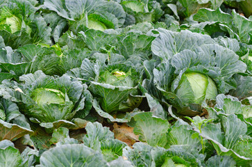 cabbage plantation