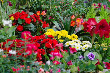 flowers and plants in pots for sale