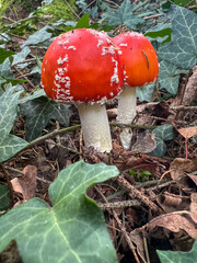 fly agaric mushroom