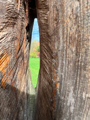 you can see the landscape through the tree