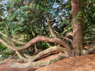 old tree in the park