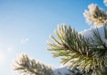 Pine needles and snow sparkling against a bright blue sky and sunlight on a clear winter day