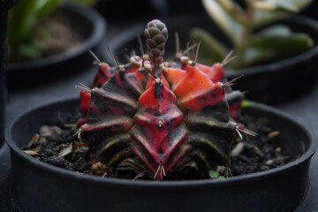 Dark Red and Black Striped Gymnocalycium Cactus Detail