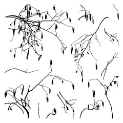 Black branches isolated on a white background. The silhouette of an alder tree.