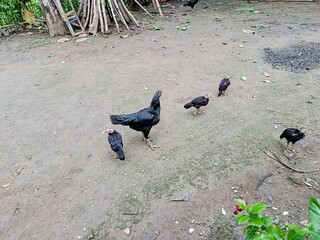 chickens in the yard. black pet chicken