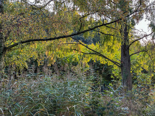 Landscape in early autumn