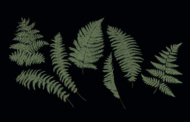 Drawing of leaves of forest fern. Vector illustration	