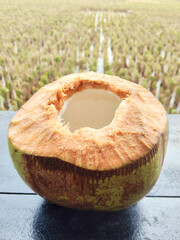 Freshly Cut Green Coconut Ready to be Enjoyed Outdoors Amidst Golden Farm Landscape