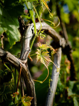 Vibrant green shoots unfurl on aged vines capturing the essence of new growth.
