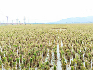 Close Up Texture of Cut Rice Stubble Standing in Muddy Post Harvest Paddy Water