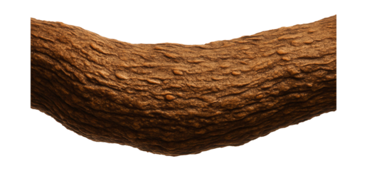 Robust vine featuring a coarse, woody surface with noticeable lenticels.