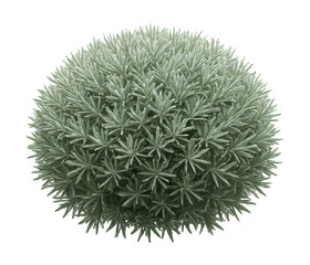 Silvery-green cushion plant featuring dense, needle-like foliage.
