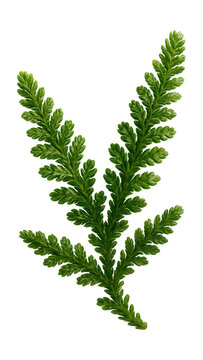 Creeping alpine clubmoss featuring small, scale-like leaves.