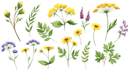 Floral Delights: Watercolor illustrations of a variety of wildflowers, showcasing the delicate beauty of each bloom with soft colors and intricate details.