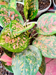 Vibrant Close Up of Exotic Aglaonema Leaves Featuring Beautiful Pink and Green Speckled Variegation