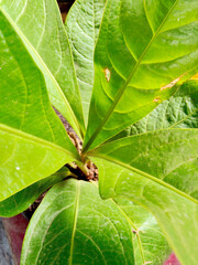 Vibrant Green Tropical Anthurium Plant Leaves Growing Upwards From an Overhead Perspective