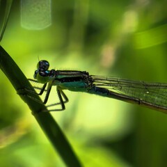 Emerald damselfly perches on vibrant green stalk