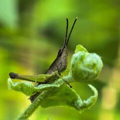 Grasshopper perched on delicate leafy structure