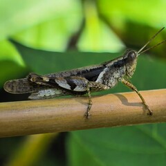 Grasshopper poised on a bamboo stalk