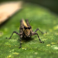 Grasshopper stares intently at viewer on leaf