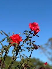 Red roses against a blue sky