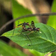 Mating stalkeyed flies on a green leaf
