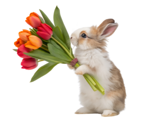 cute rabbit holding tulips studio photograph  