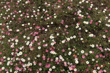 pink flower background