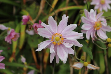 pink cosmos flower