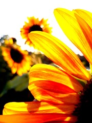 girasoli
