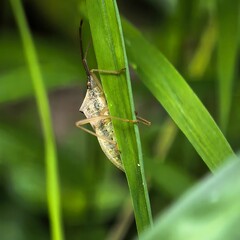 Shieldshaped insect clings to vibrant green grass