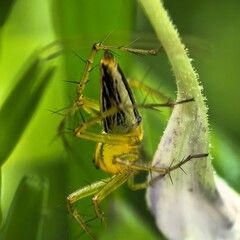 Spider clings poised on vibrant green plant