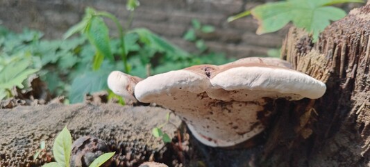 Wood fungus grows attached to dead tree trunks. It's semicircular in shape, brown in color with white edges. Its surface is hard and wood-like.