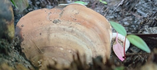 Wood fungus grows attached to dead tree trunks. It's semicircular in shape, brown in color with white edges. Its surface is hard and wood-like.